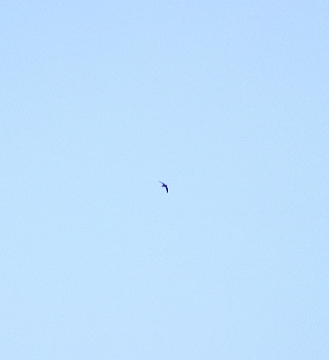סיס ארובות - ML617933919