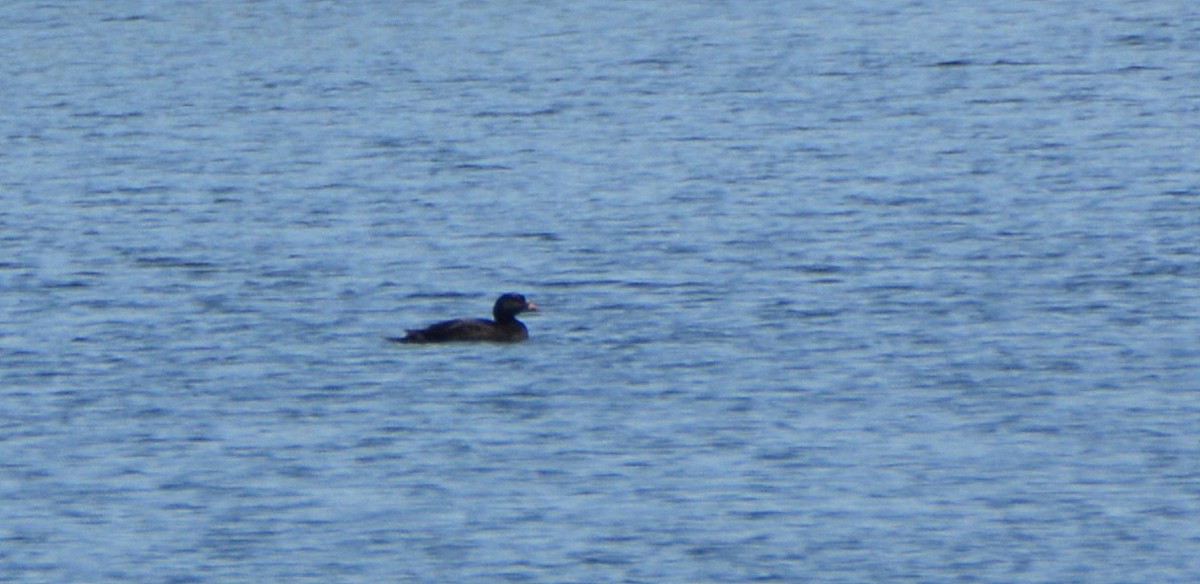 Common Scoter - Álvaro García Martín