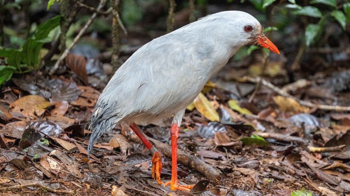 Kagu - Steve McInnis