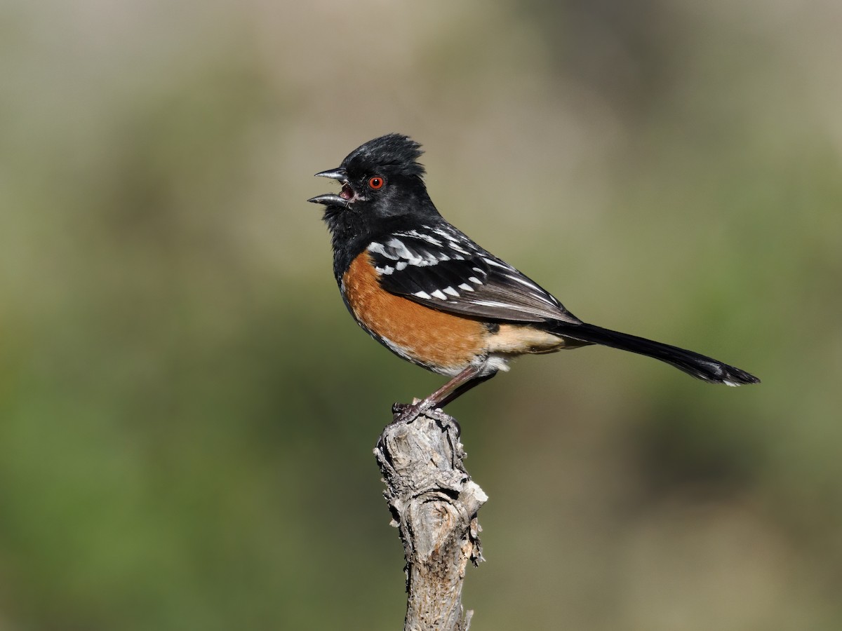 ホシワキアカトウヒチョウ（maculatus グループ） - ML617933949