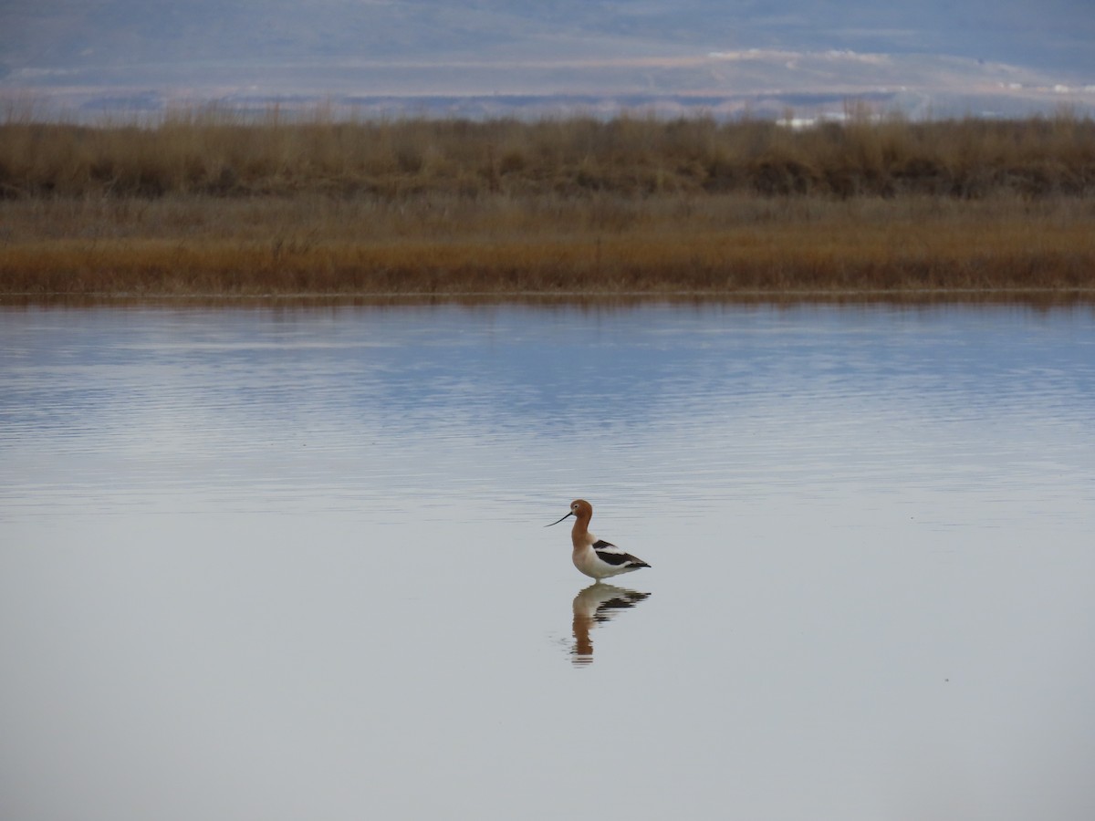 American Avocet - Dylan Fishbein