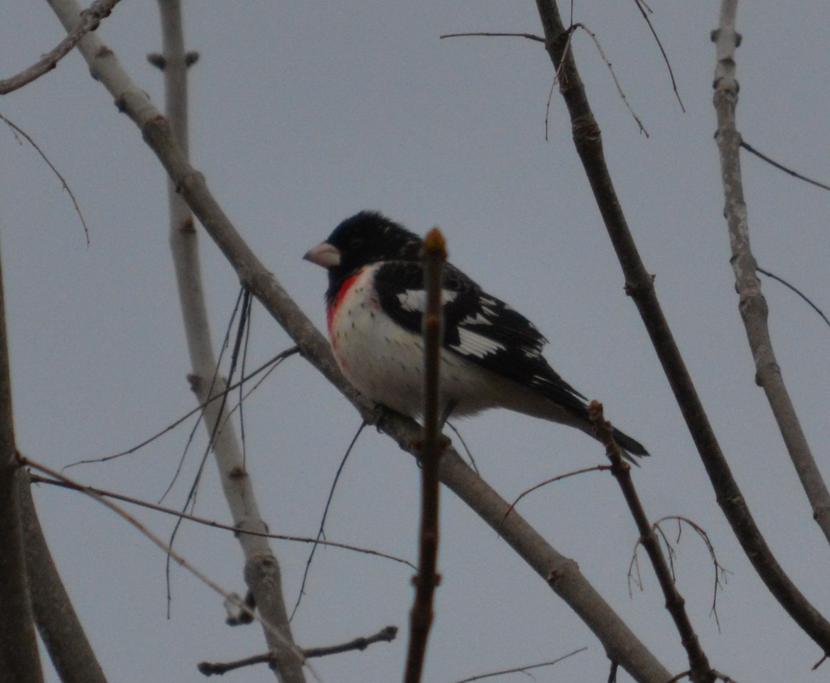 Rose-breasted Grosbeak - ML617934019