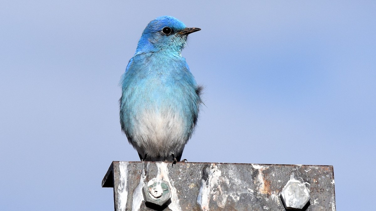 Mountain Bluebird - ML617934054