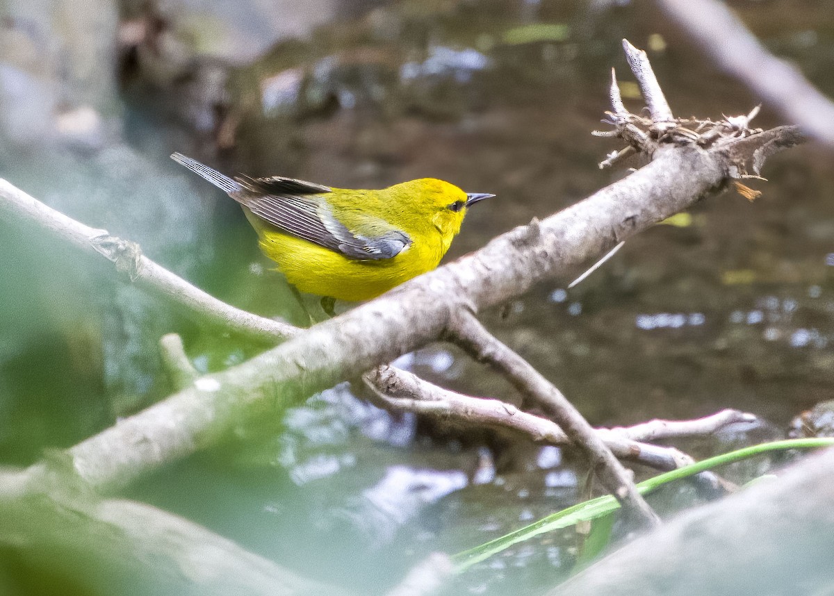 Blue-winged Warbler - Jason Garcia