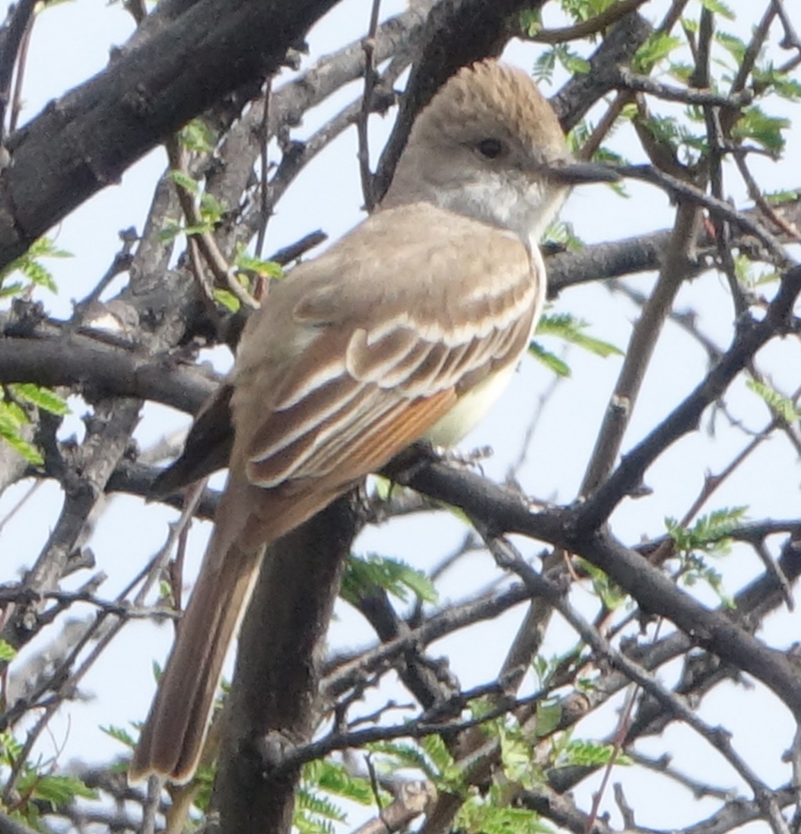 Ash-throated Flycatcher - ML617934080