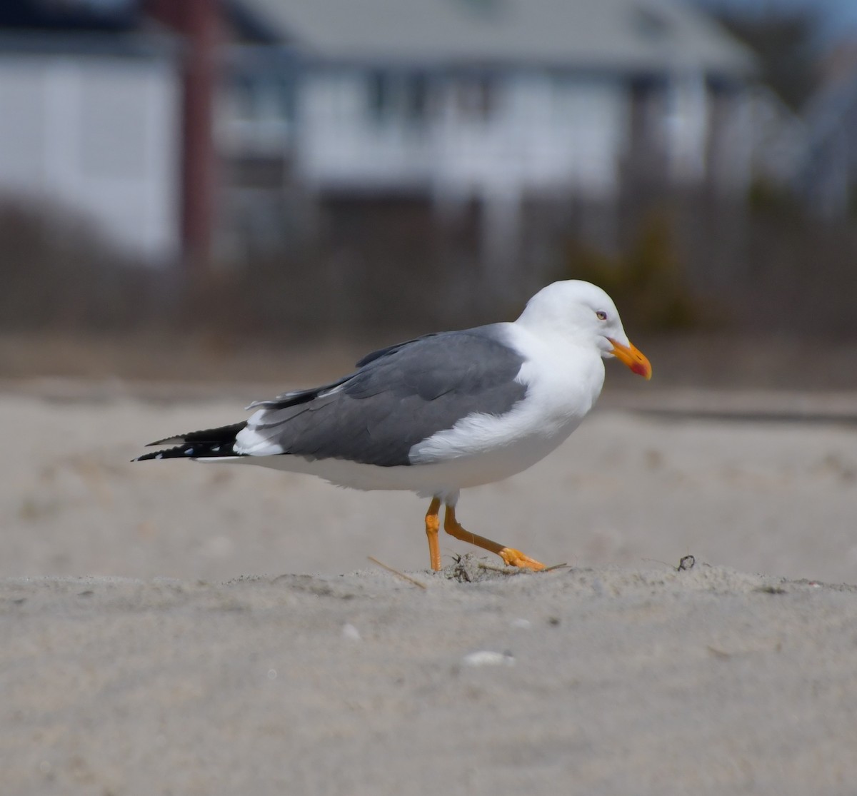 Lesser Black-backed Gull - ML617934113