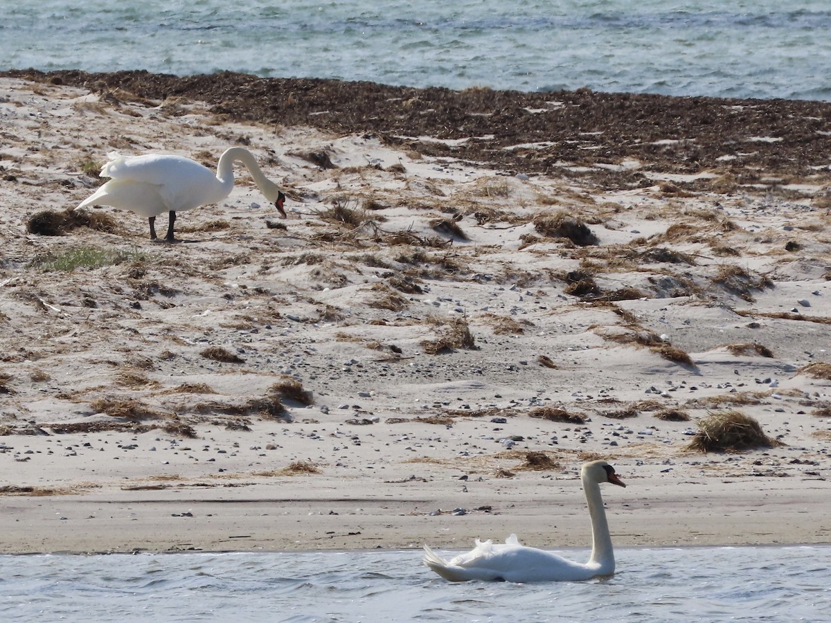 Mute Swan - ML617934142