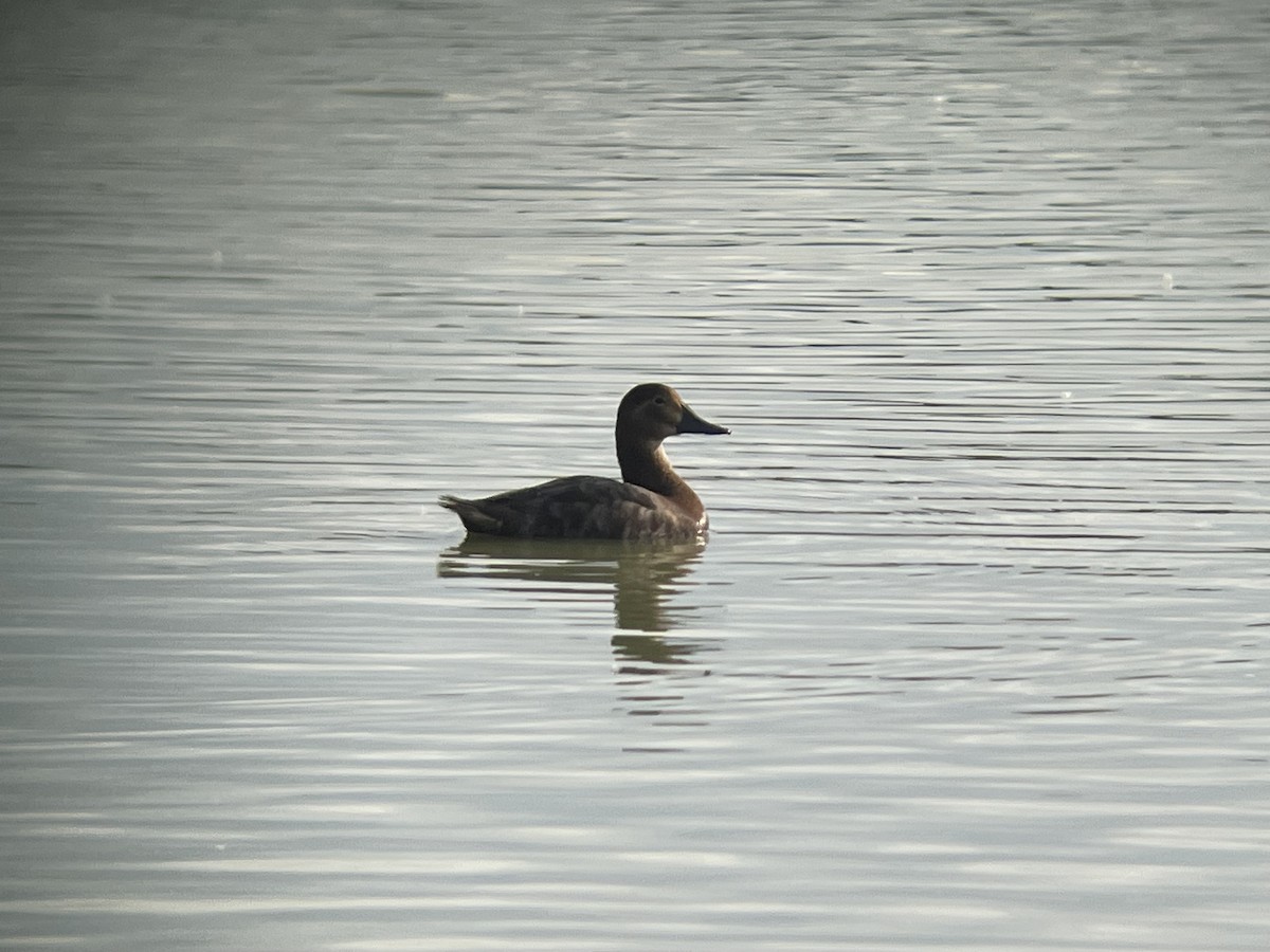 Common Pochard - ML617934158