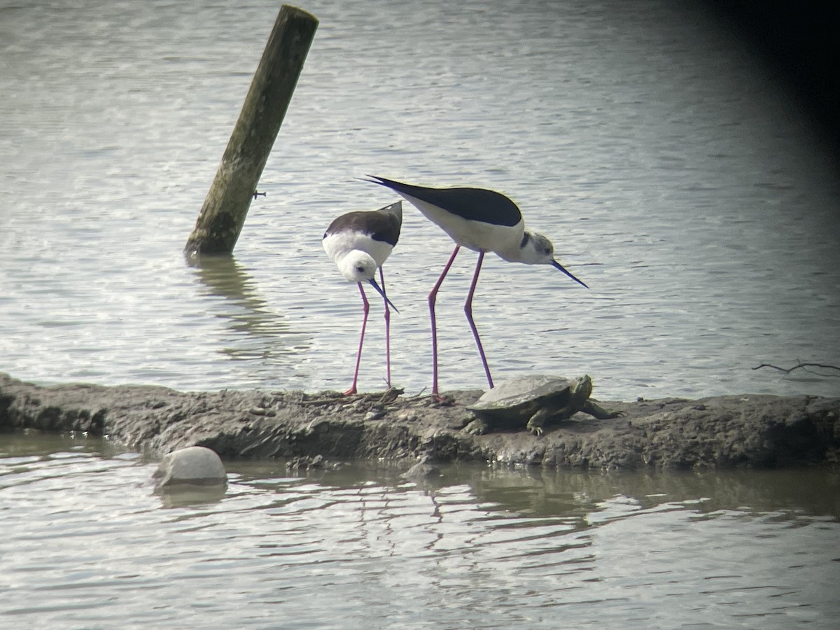 Black-winged Stilt - ML617934170