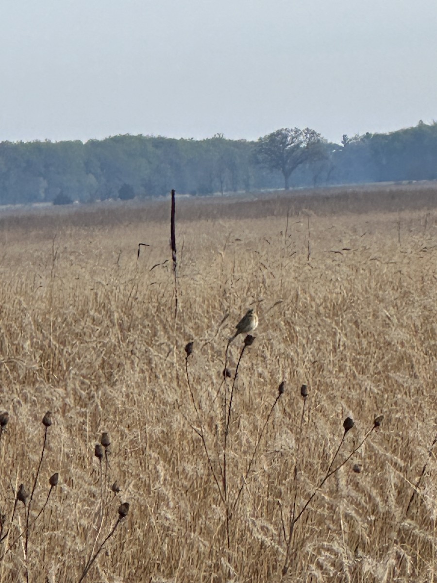 Henslow's Sparrow - Cole Lundquist