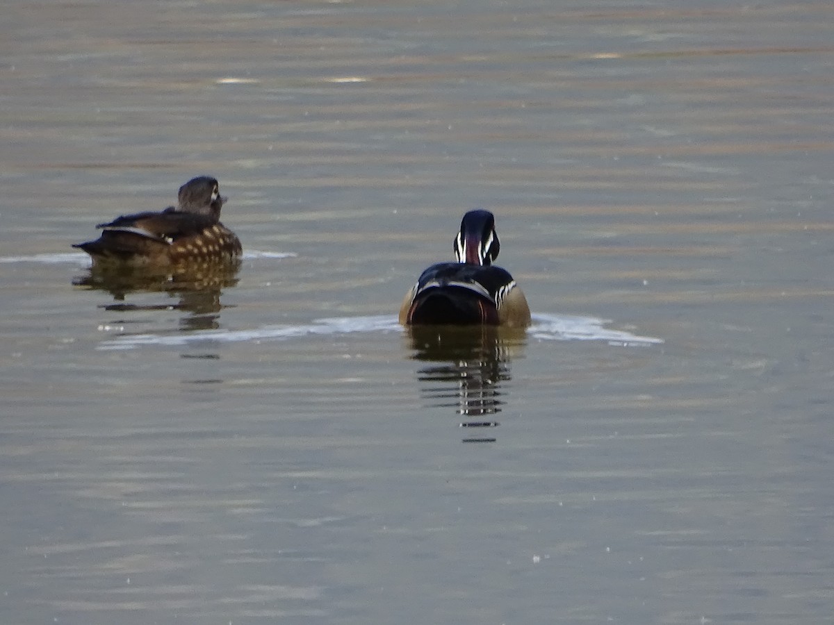 Wood Duck - ML617934195