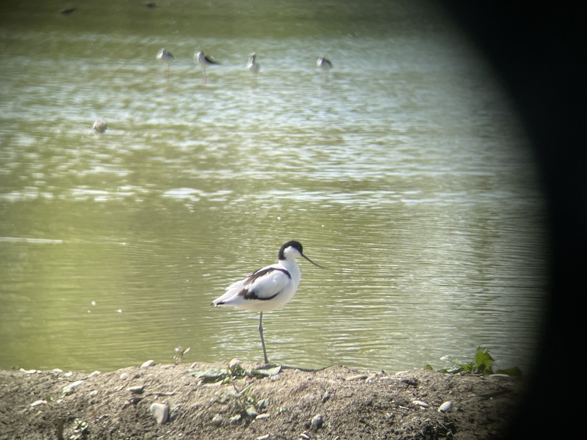 Pied Avocet - ML617934201