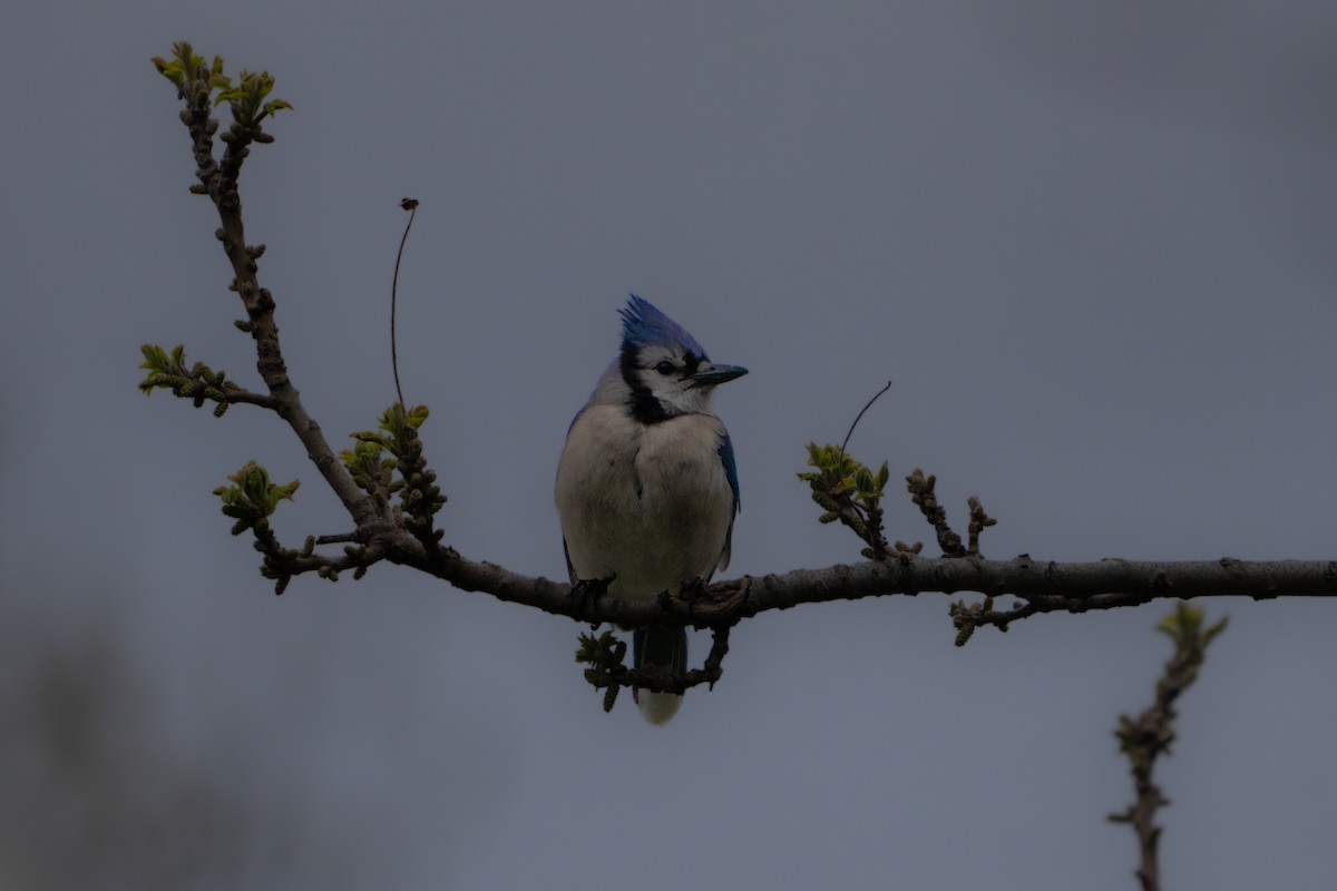 Blue Jay - ML617934204