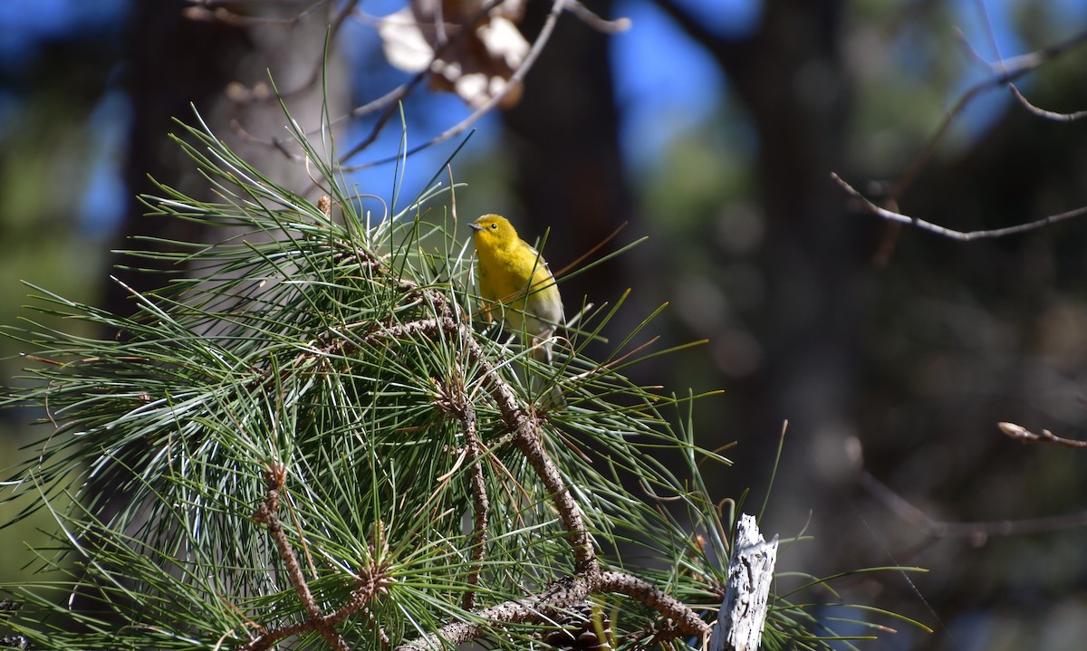Pine Warbler - ML617934233