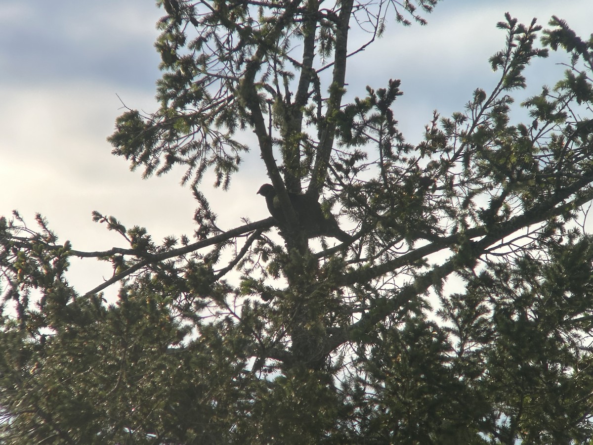 Sooty Grouse - ML617934237