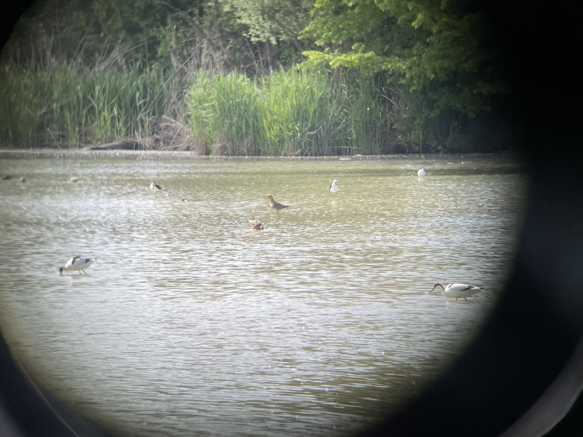 Black-tailed Godwit - ML617934244