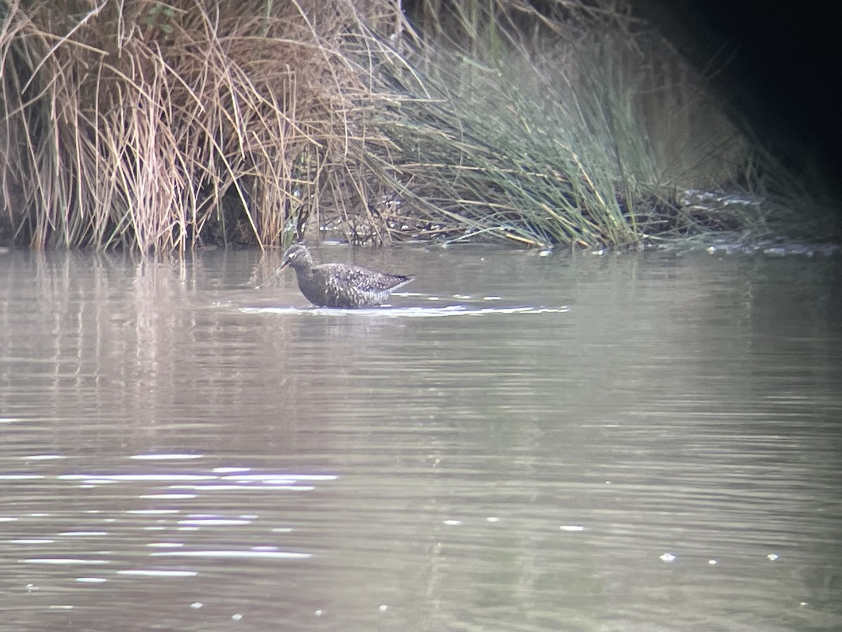 Spotted Redshank - ML617934255