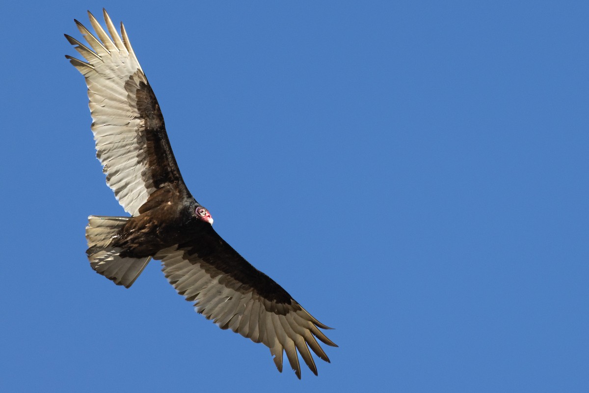 Turkey Vulture - ML617934262