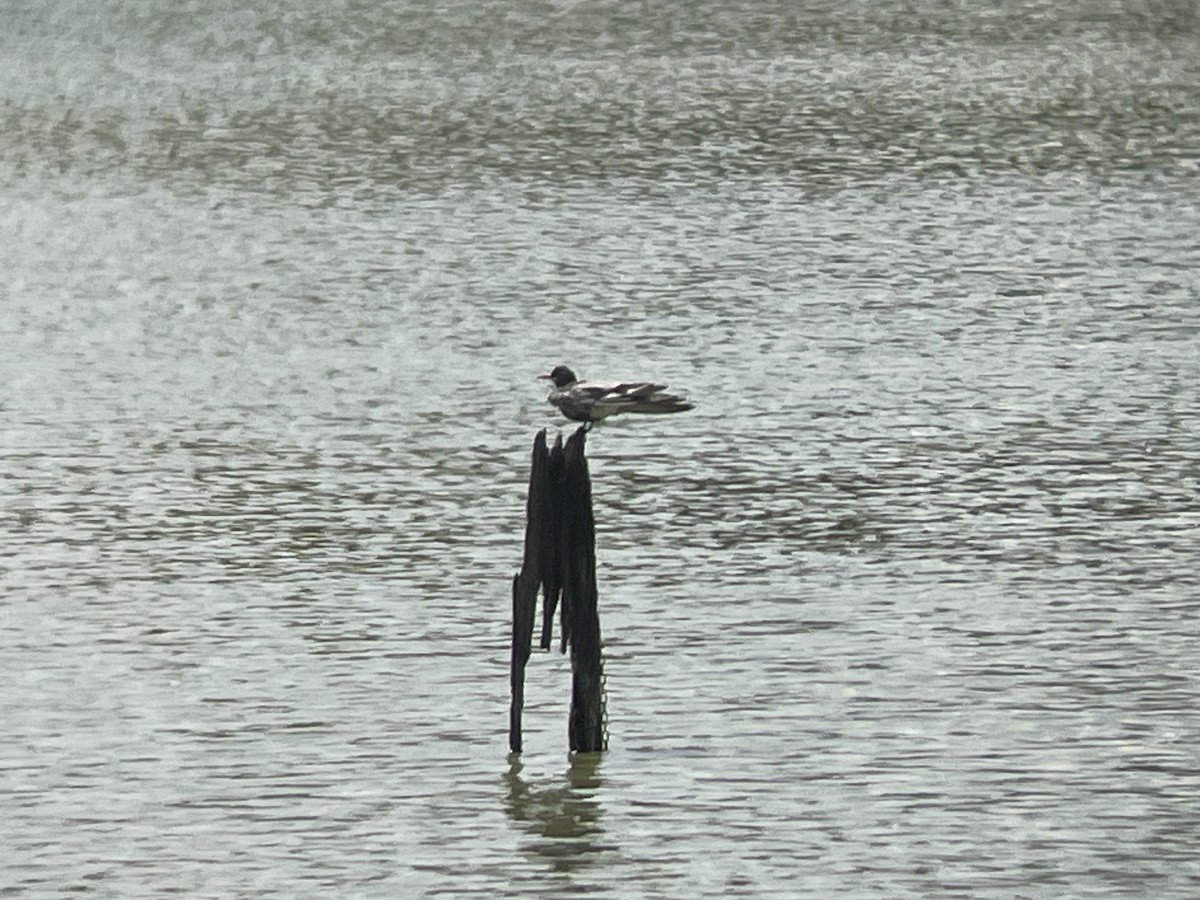 Black Tern - Gianluca Cicinelli