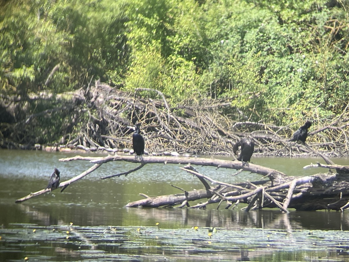 Cormorán Grande - ML617934297