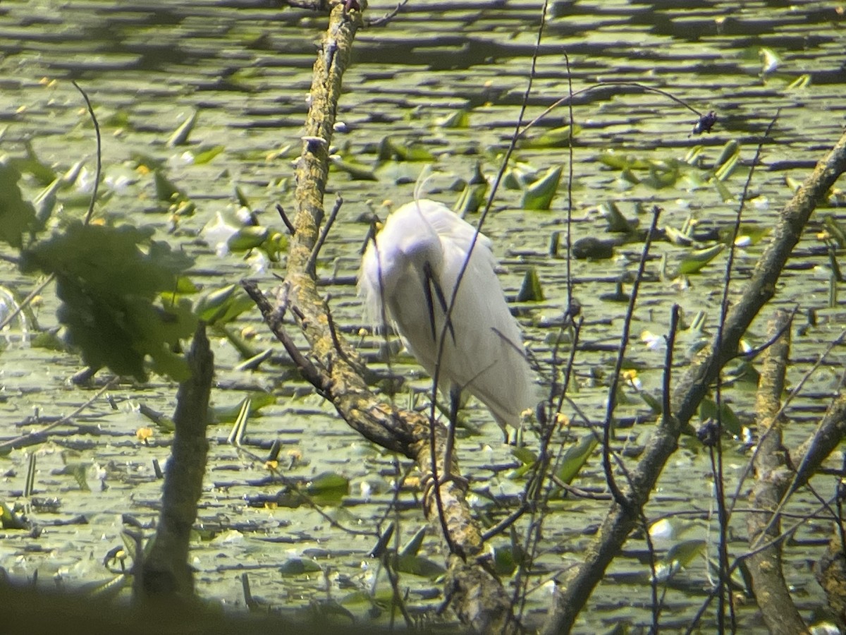 Little Egret - ML617934321