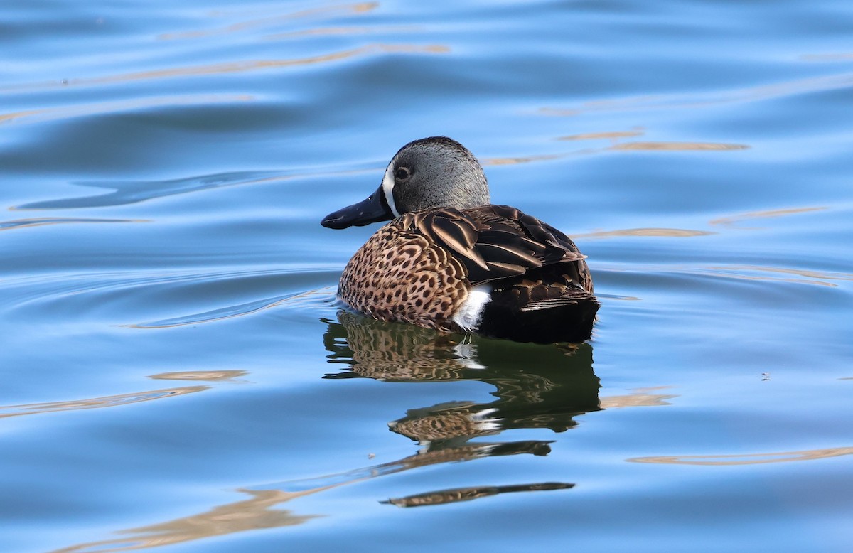 Blue-winged Teal - Chris Van Norman