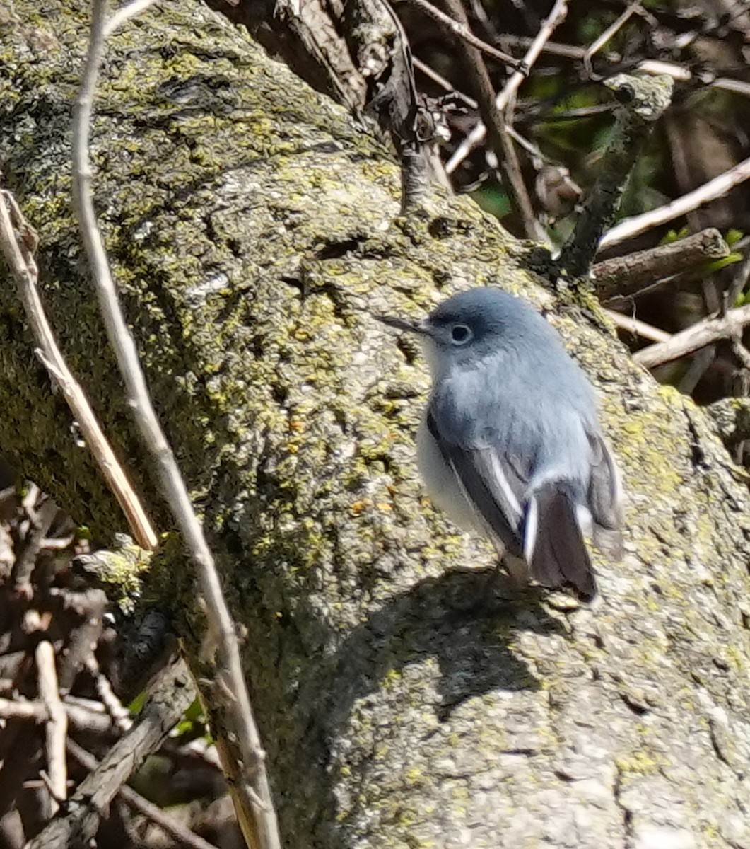 Blue-gray Gnatcatcher - Judith Huf