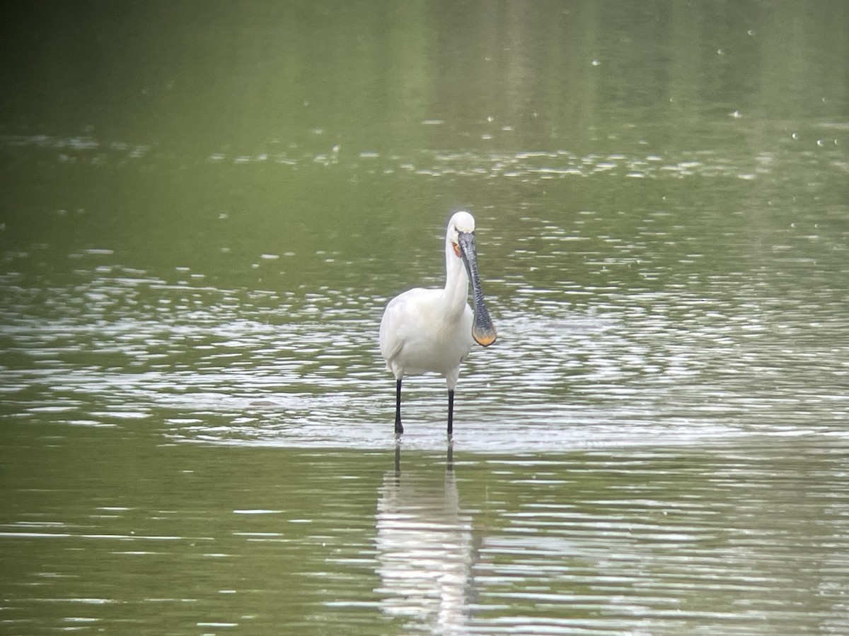 Eurasian Spoonbill - ML617934356