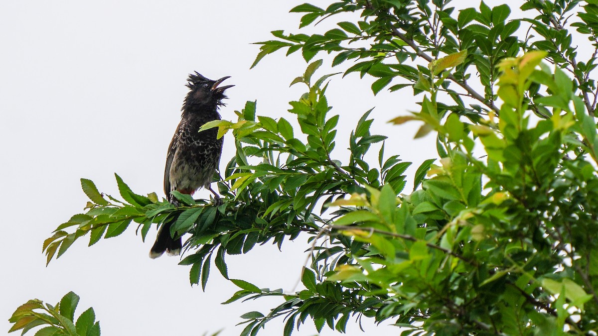 Red-vented Bulbul - ML617934390