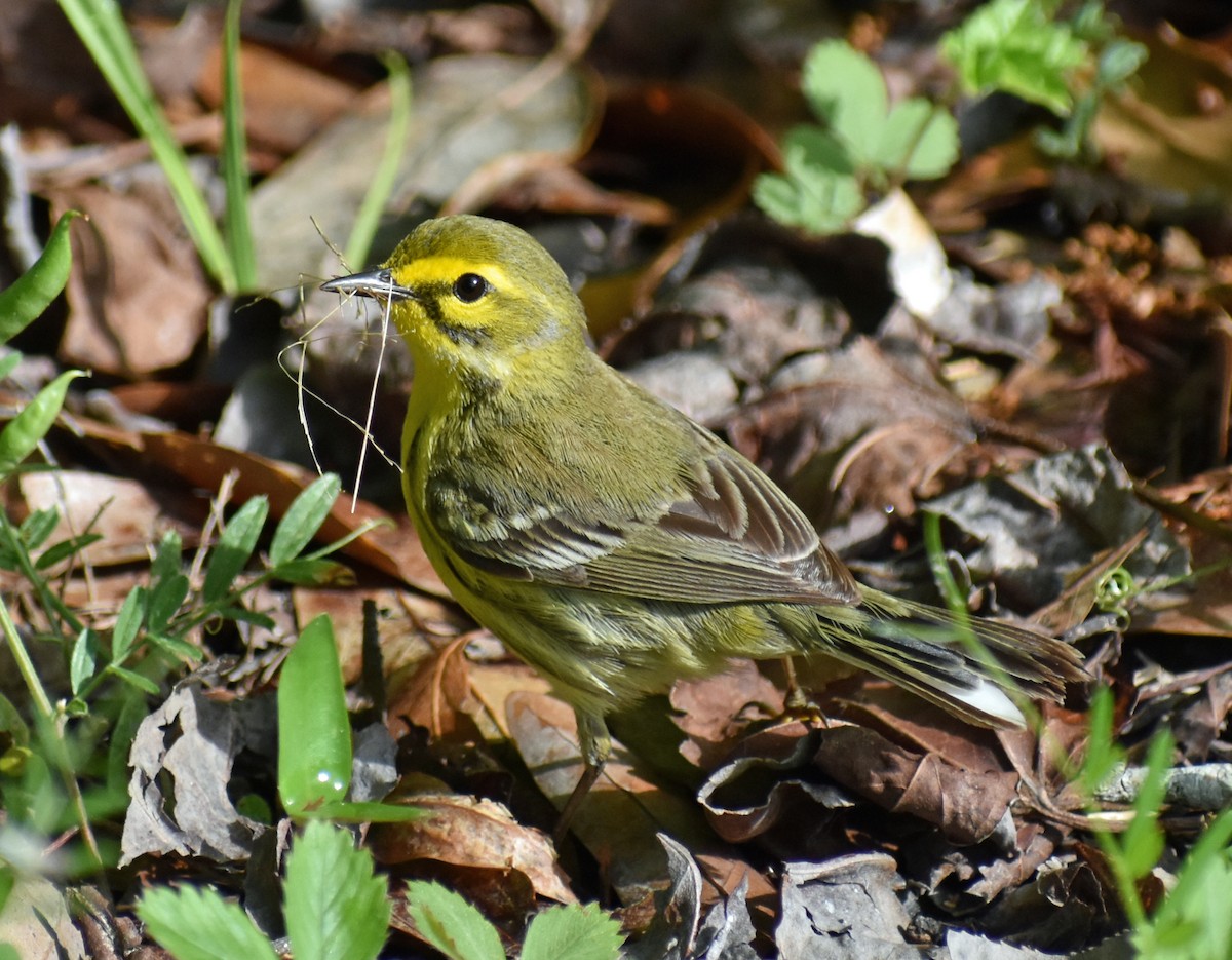 Prairie Warbler - Nicole H