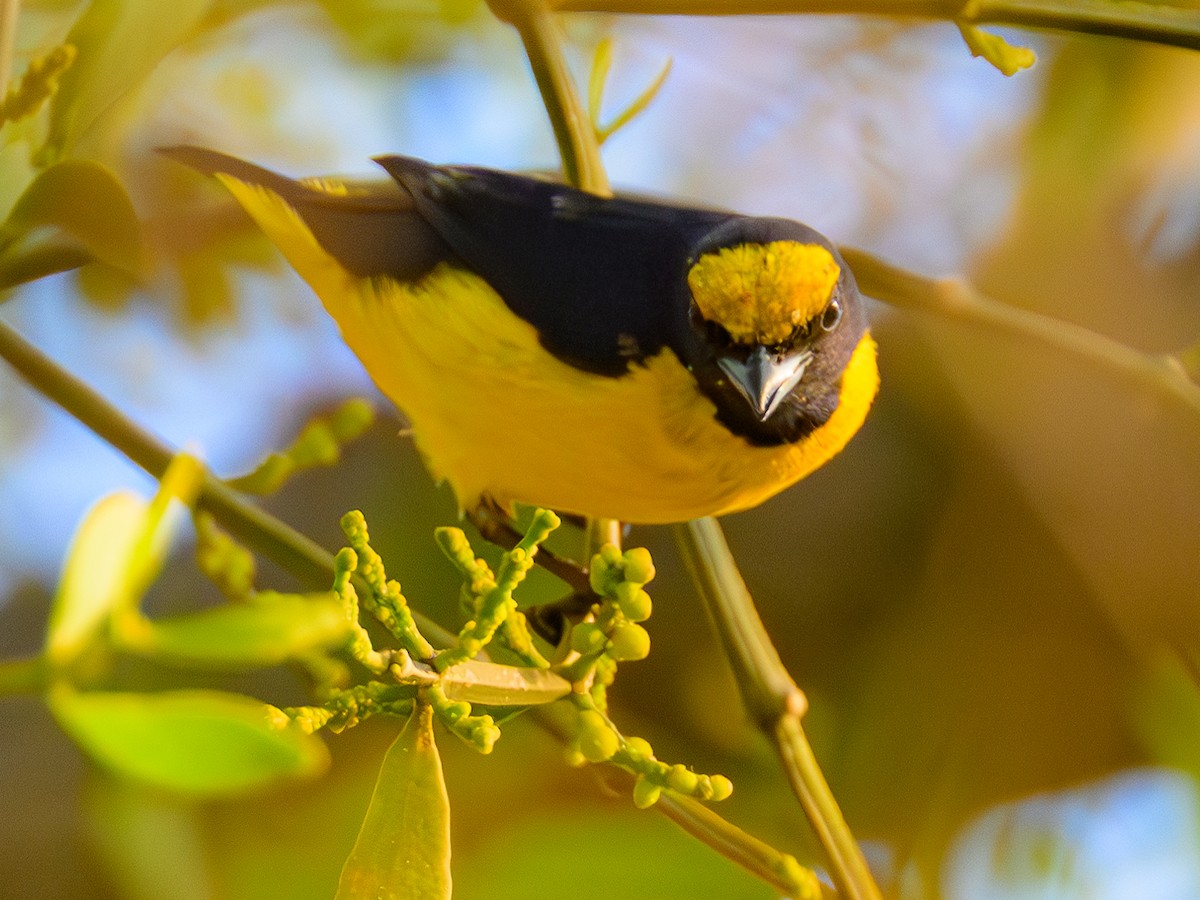 Scrub Euphonia - Dave Dorn