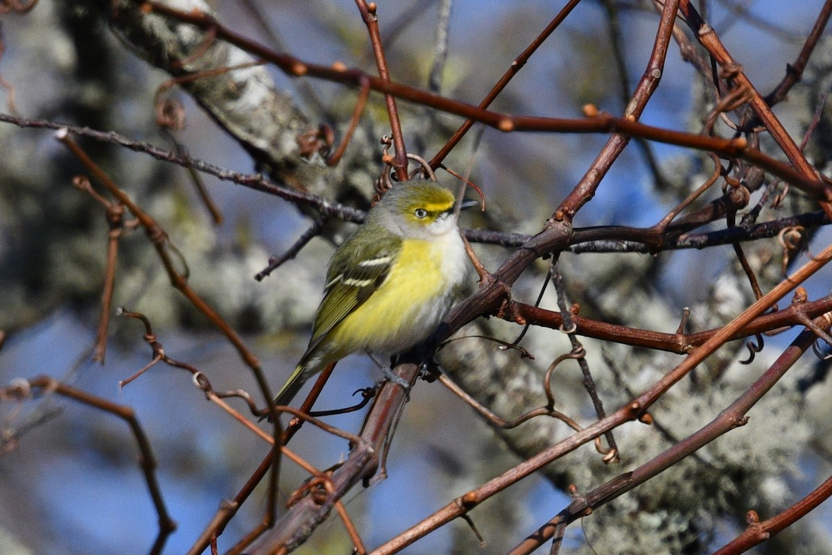 Ak Gözlü Vireo - ML617934467