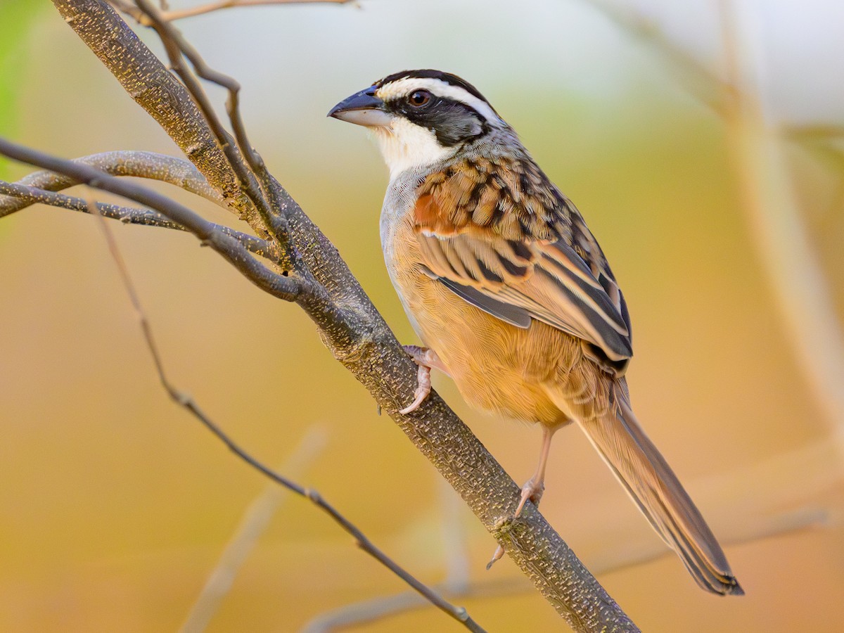 Stripe-headed Sparrow - Dave Dorn