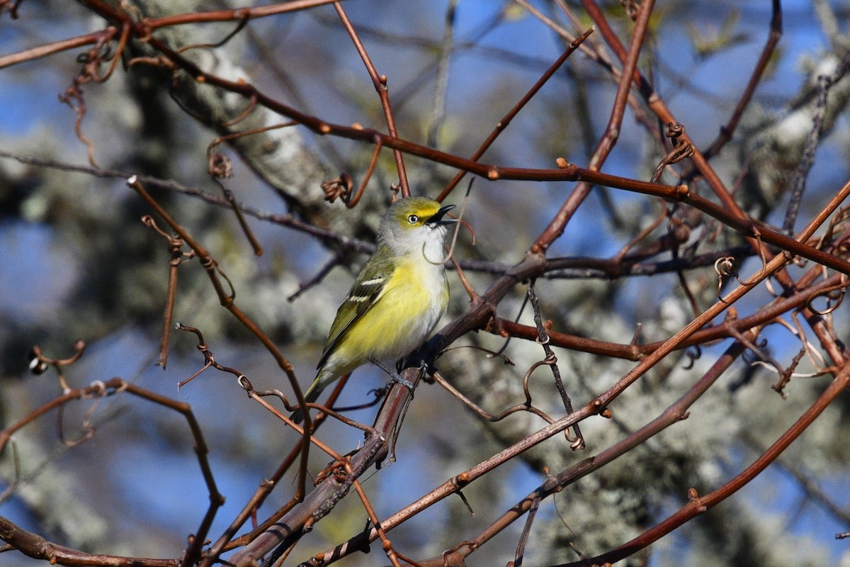 Ak Gözlü Vireo - ML617934474