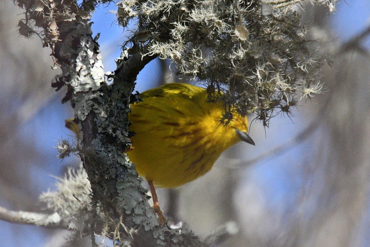 Yellow Warbler - ML617934518