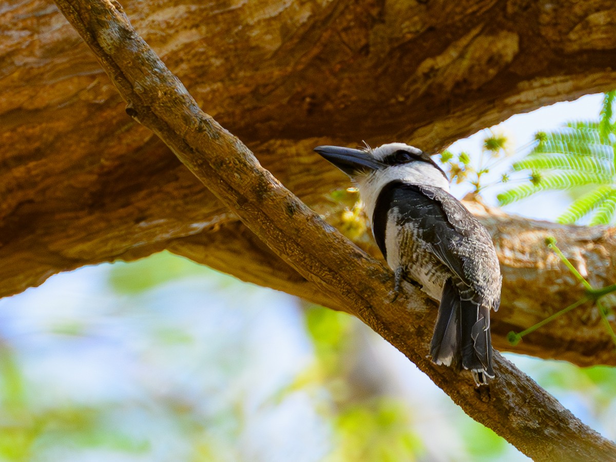 White-necked Puffbird - Dave Dorn