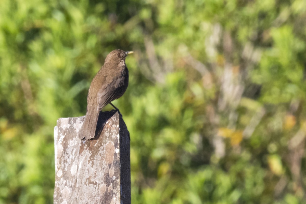 Clay-colored Thrush - ML617934639