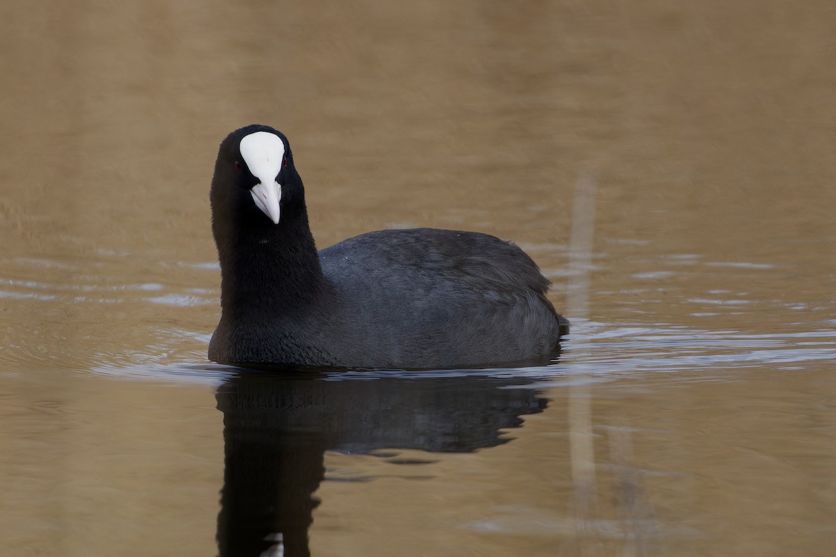 Eurasian Coot - ML617934664