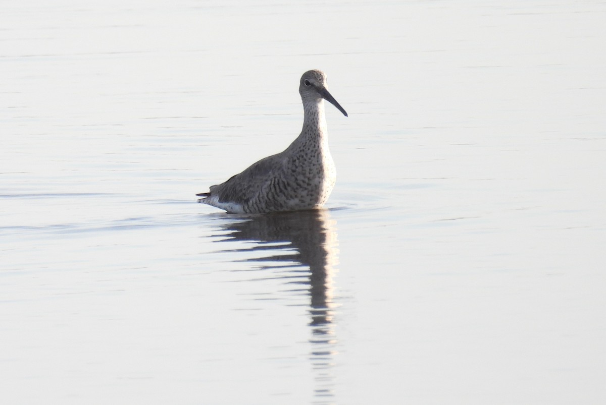 Willet - ML617934682