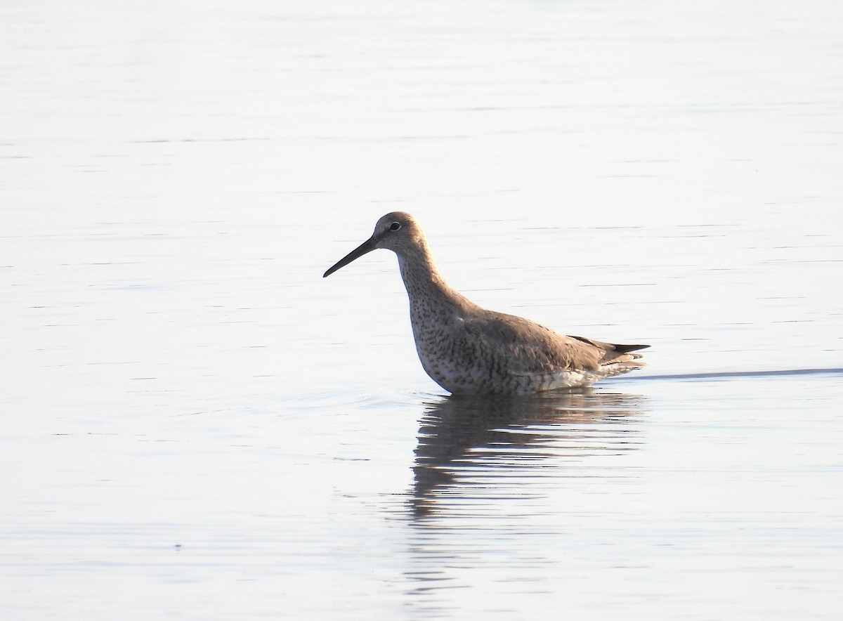 Willet - ML617934683