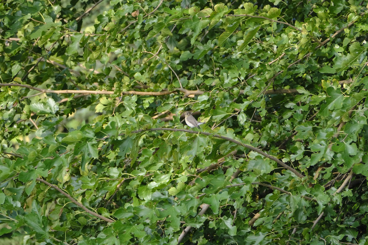 Red-breasted Flycatcher - ML617934721