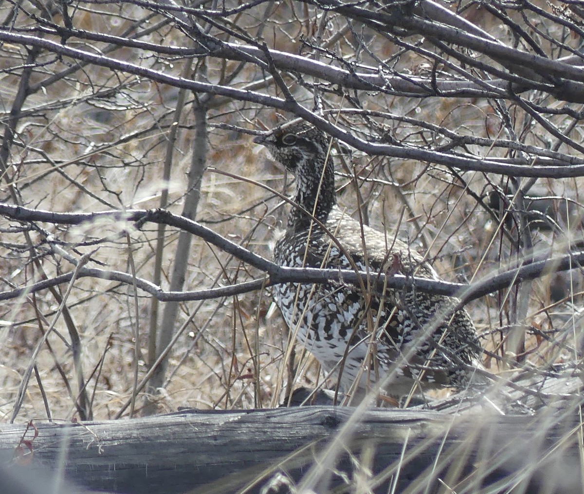 Sharp-tailed Grouse - T A
