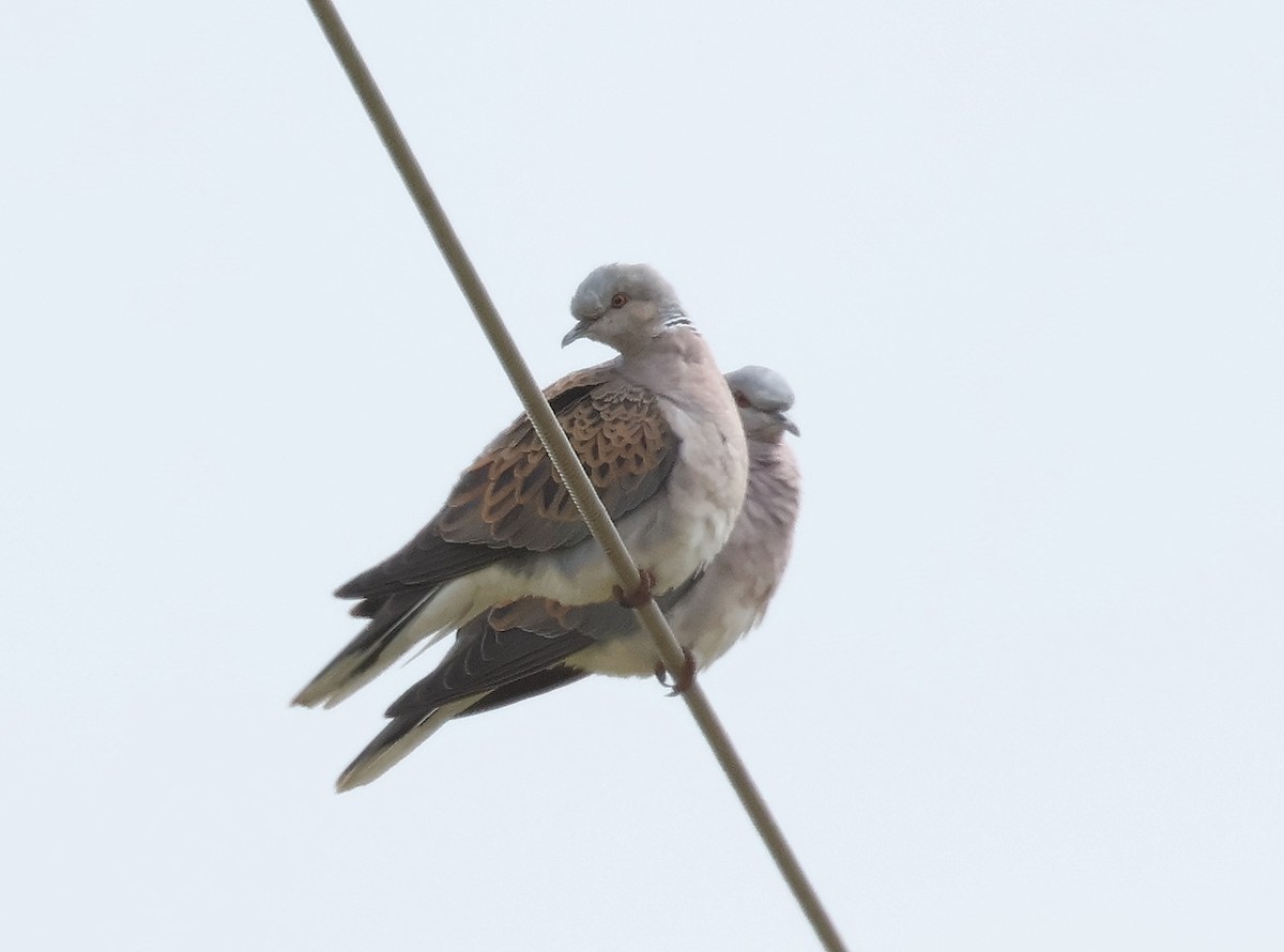 European Turtle-Dove - ML617934792