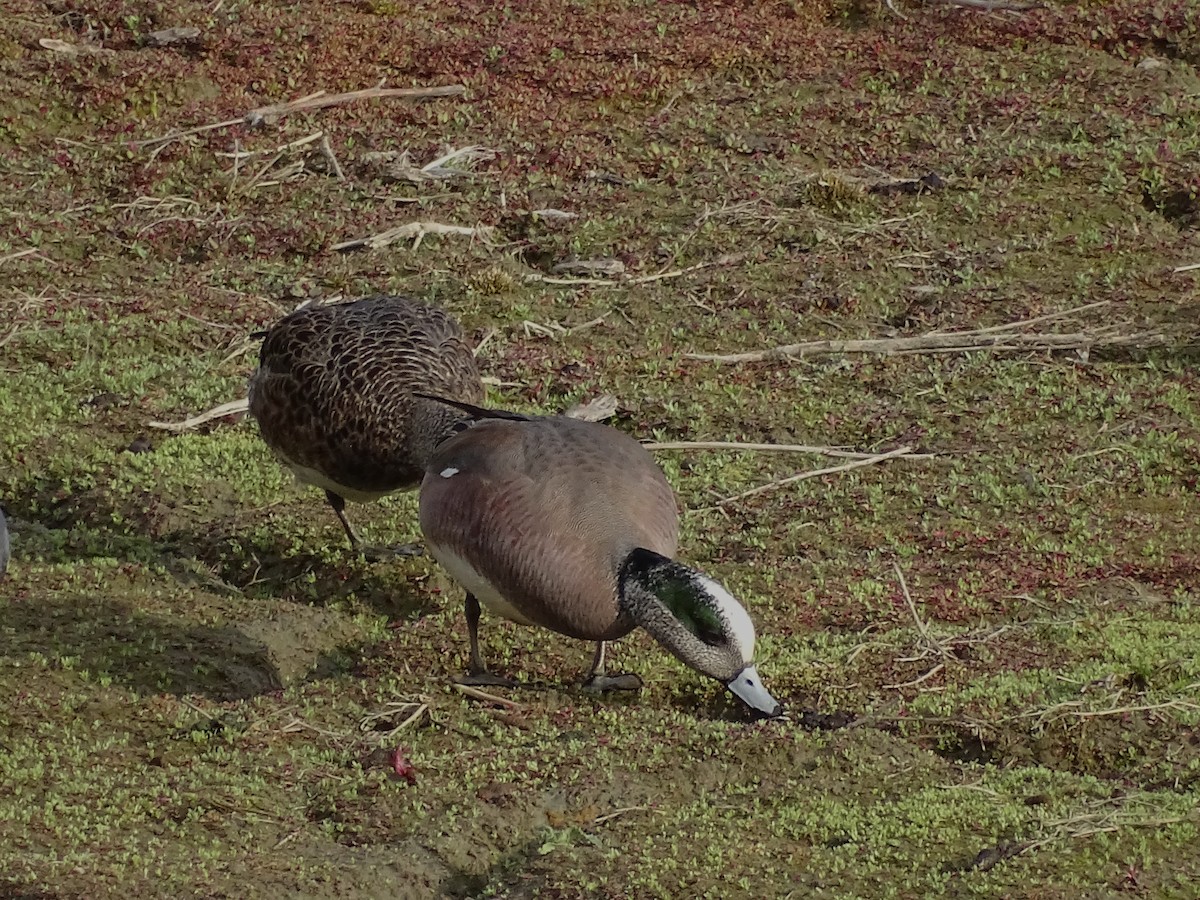 American Wigeon - Jim Walton