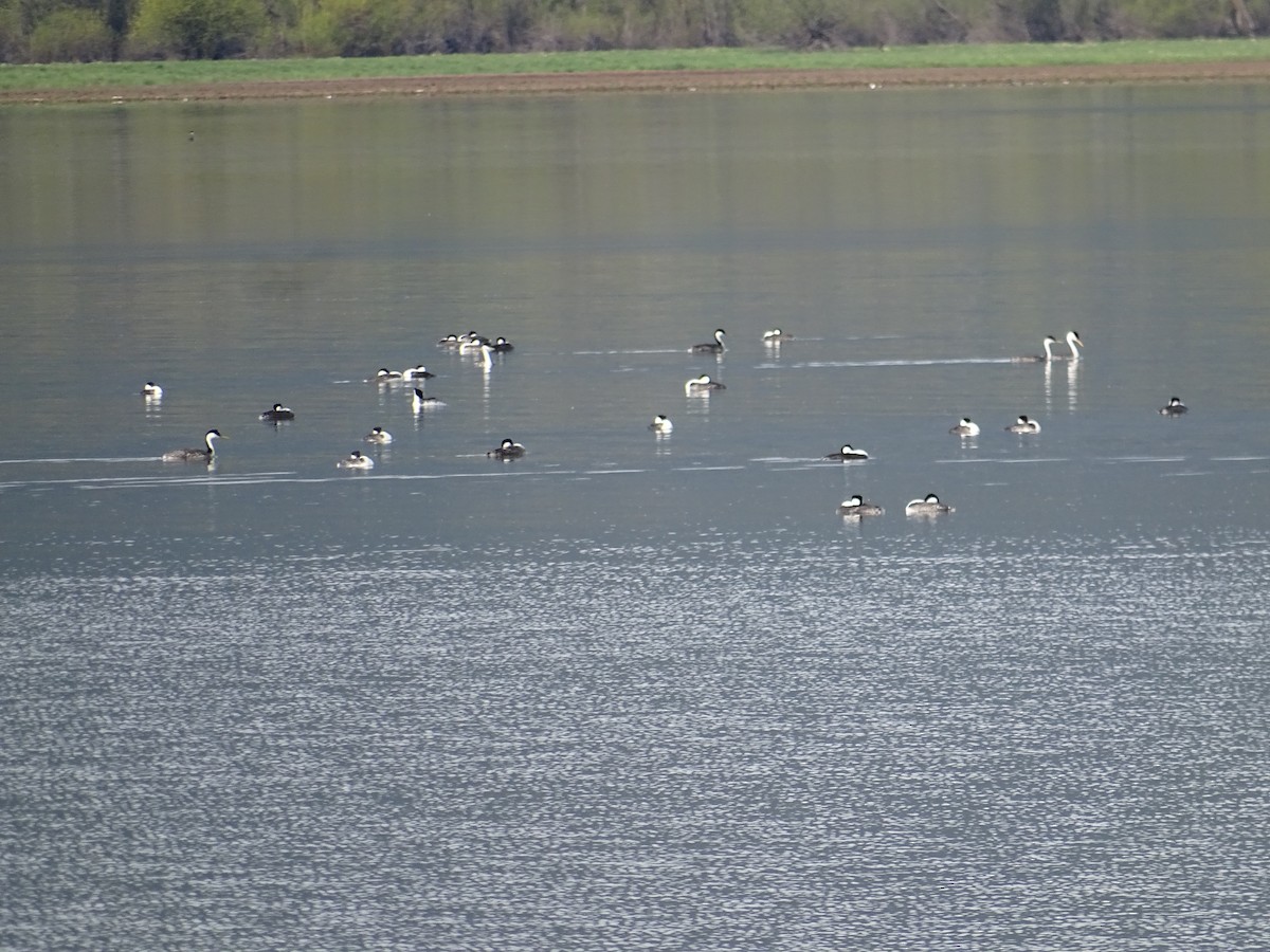 Clark's Grebe - ML617934885