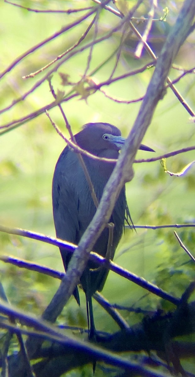 Little Blue Heron - Jeremiah Oden