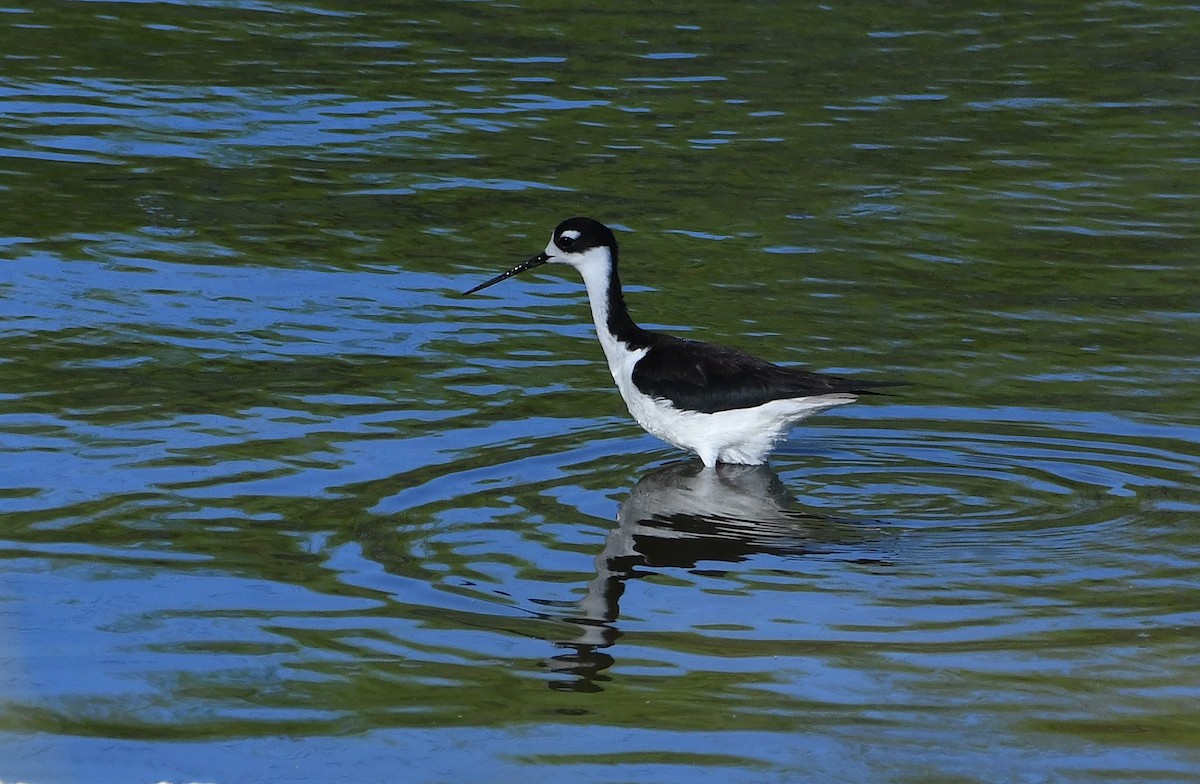 Black-necked Stilt - ML617934963