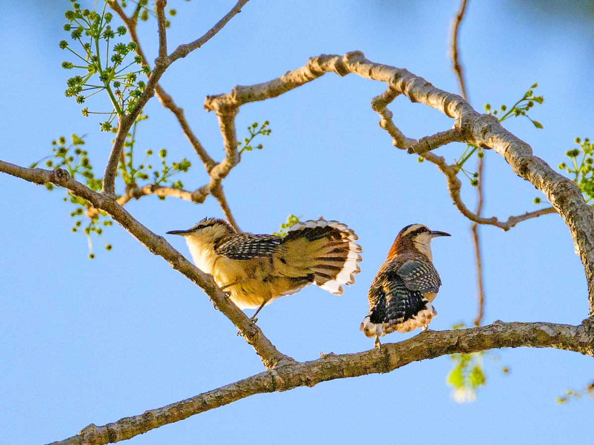 Rufous-naped Wren - Dave Dorn