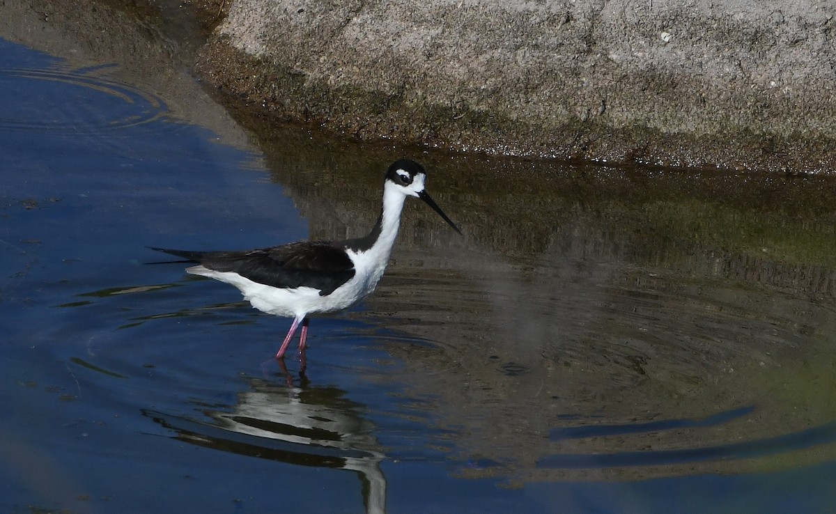 Black-necked Stilt - ML617934996