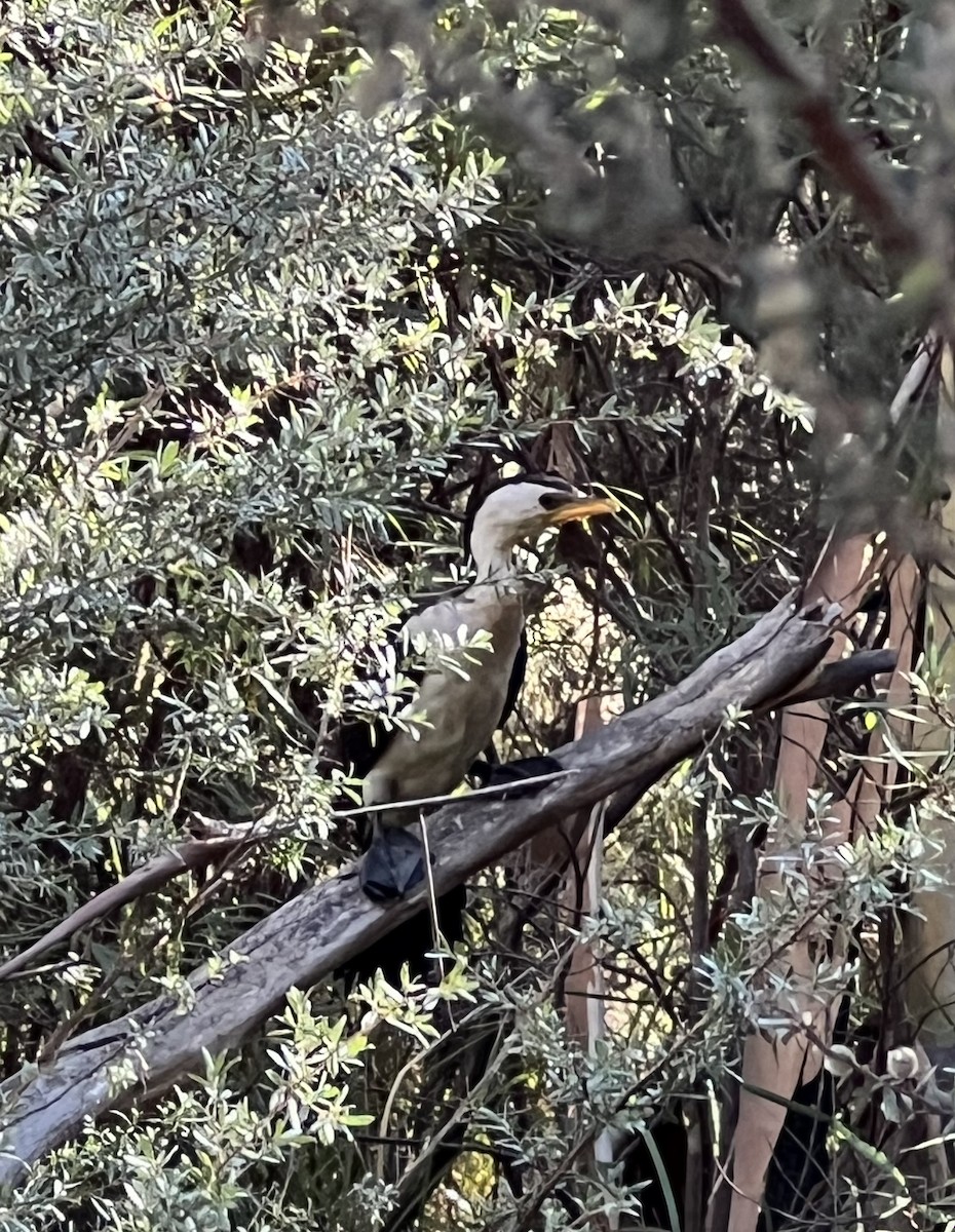 Little Pied Cormorant - ML617935004